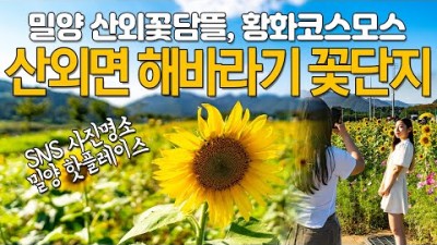 밀양 해바라기 꽃단지, 산외꽃담뜰 SNS 사진 명소 황화코스모스 꽃구경 여행 나들이 가볼만한곳 추천