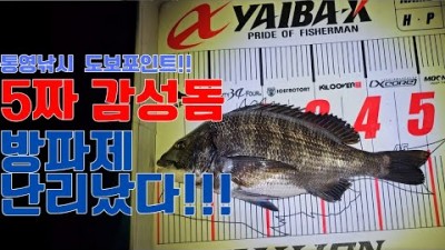 통영 감성돔낚시 포인트 추천 도보권 방파제 5짜 감성돔 조황정보