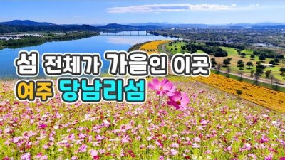 서울근교 여주 당남리섬 가을꽃 코스모스, 핑크뮬리 꽃구경 가볼만한곳