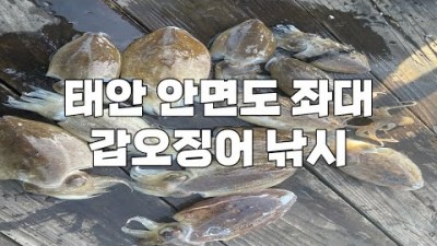 태안 안면도 좌대 갑오징어낚시 외수질 채비 손맛 조황정보 채비정보