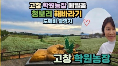 고창 학원농장 메밀꽃 트레킹 청보리밭 도깨비 촬영지 해바라기축제 메밀꽃잔치 고창여행 가볼만한곳 추천