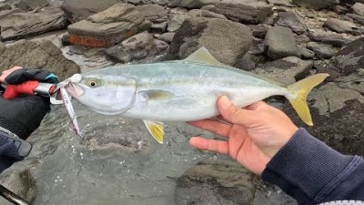 충남 보령 원산도 삼치 고등어 메탈지그 루어낚시 포인트 채비정보 조황정보