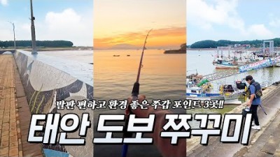 태안 백사장항, 드르니항, 대야도항 도보권 쭈꾸미, 갑오징어 낚시 포인트 추천