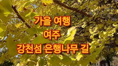 여주 강천섬 은행나무길 서울근교 가을여행 가볼만한곳