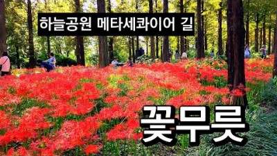 서울 하늘 공원 메타세콰이어길 상사화 꽃무릇 명소 가볼만한곳