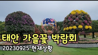 안면도 꽃지해수욕장 할미할아비바위 가을꽃박람회 코리아플라워파크 안면도수목원 축제 아이와 함께 가기 좋은 가을여행지 가볼만한곳 추천