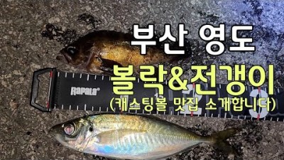 부산 영도 볼락낚시 씨알 좋은 전갱이낚시 포인트 조황정보 채비정보